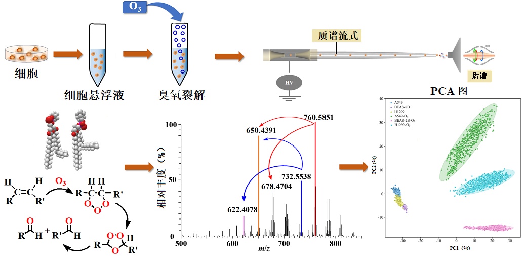 20260716——中广测研究团队基于臭氧诱导解离联合质谱流式技术构建单细胞脂质组学分析新平台-最终图-TOC(中文).jpg