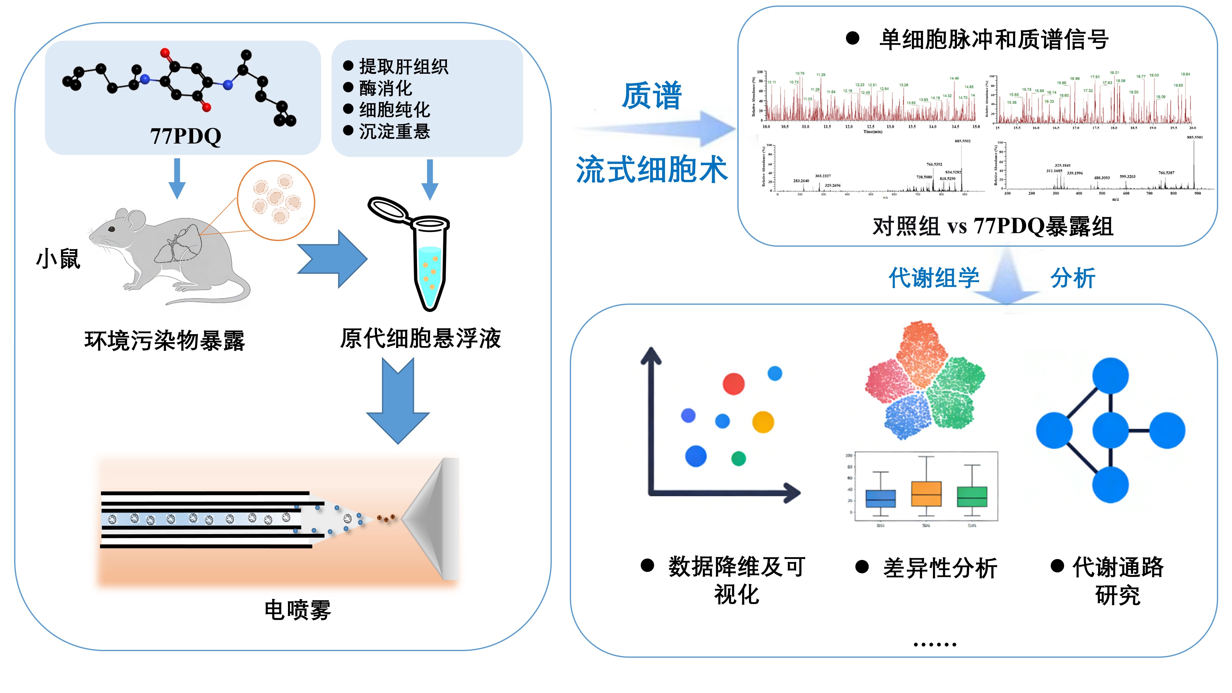 20260907——中广测研究团队基于高通量单细胞代谢组学揭示新型环境污染物 77PDQ 的肝细胞毒性-最终图-揭示77PDQ暴露对小鼠肝毒性作用的高通量单细胞代谢组学分析流程图.jpg